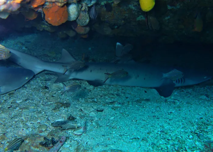 The Shark's Tail Dive 로곤